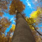 Herbst im Buchenwald