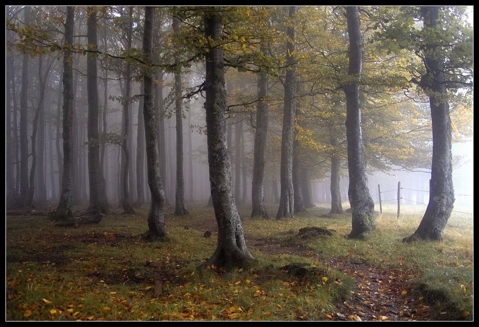 Herbst im Buchenwald