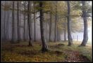 Herbst im Buchenwald von Karl Herrling