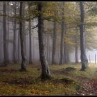 Herbst im Buchenwald