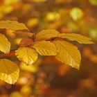 Herbst im Buchenwald