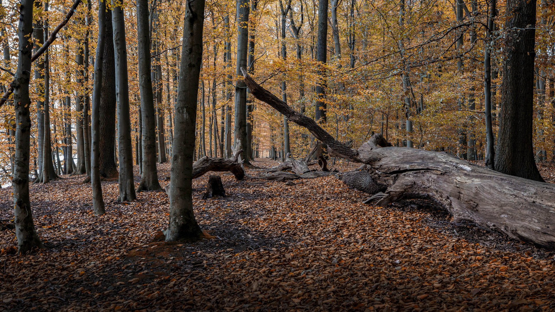 Herbst im Buchenwald