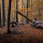 Herbst im Buchenwald