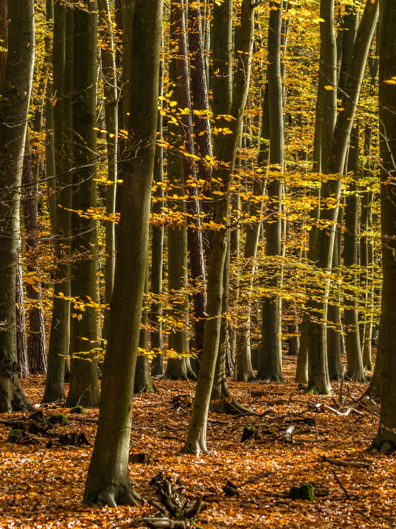 Herbst im Buchenwald