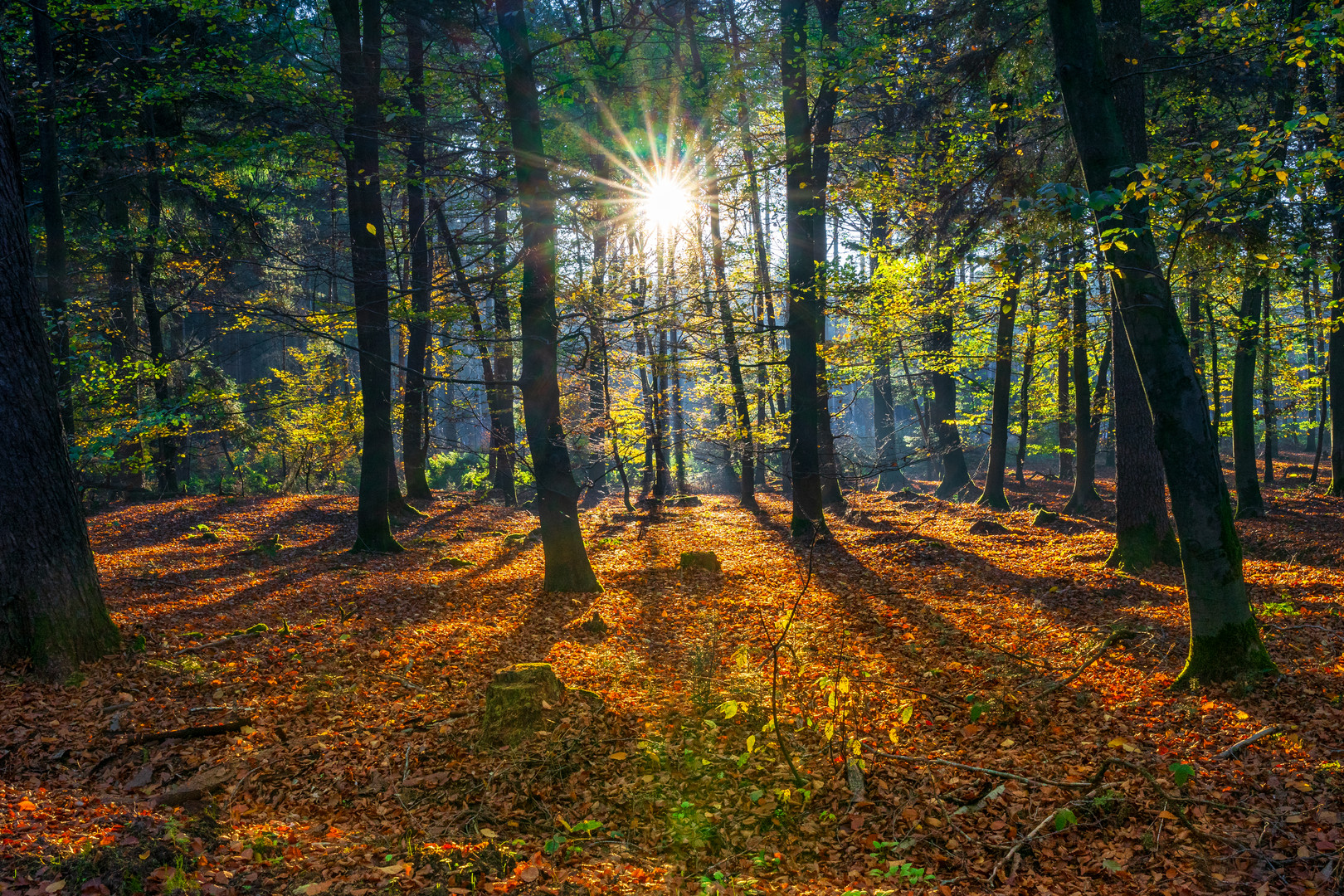 Herbst im Buchenwald