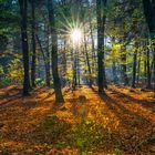 Herbst im Buchenwald