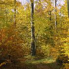 Herbst im Buchenwald