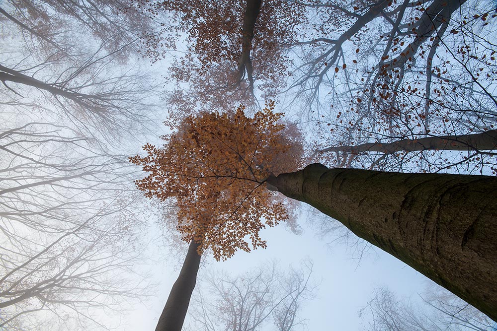 Herbst im Buchenwald