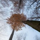 Herbst im Buchenwald