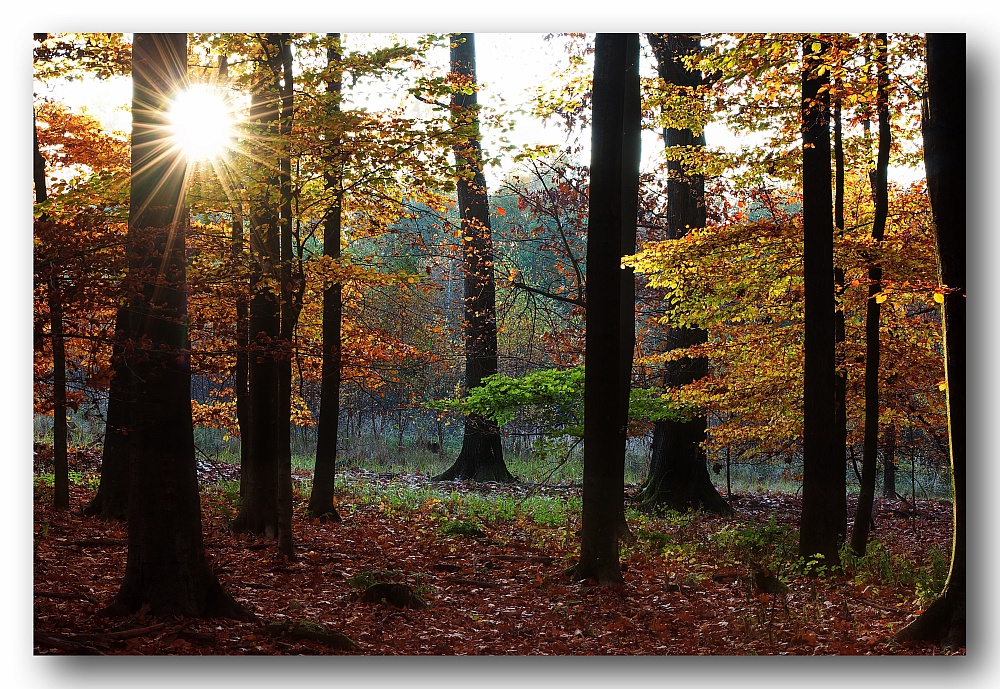 Herbst im Buchenwald