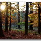 Herbst im Buchenwald