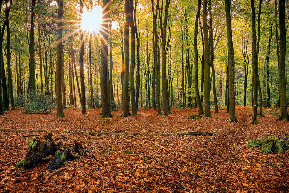 Herbst im Buchenwald