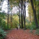 Herbst im Buchenwald