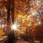 Herbst im Buchenwald