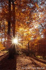 Herbst im Buchenwald