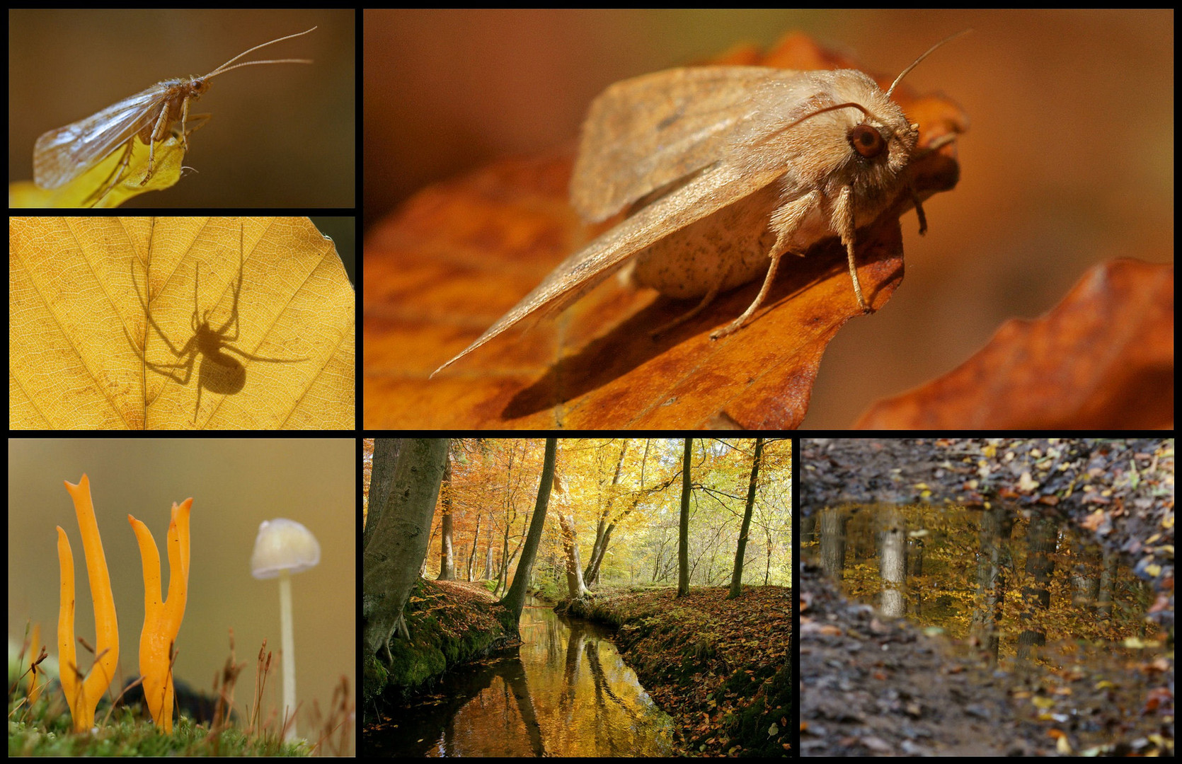 Herbst im Buchenwald