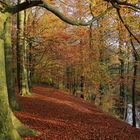 Herbst im Buchenwald