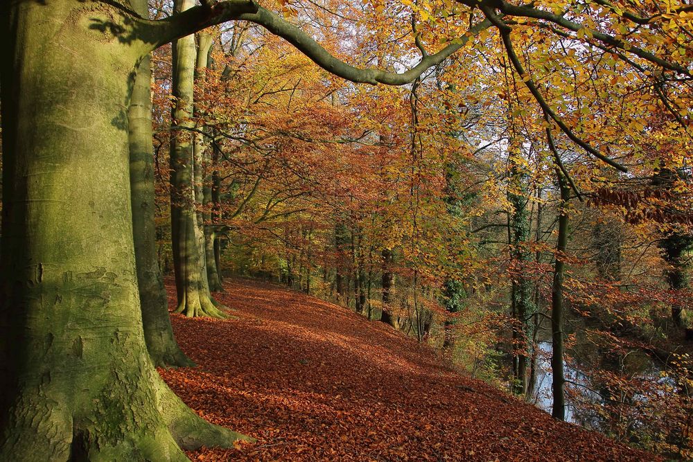 Herbst im Buchenwald