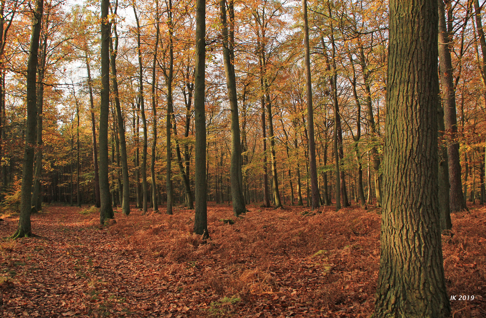 Herbst im Buchenwald