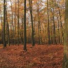 Herbst im Buchenwald