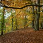 Herbst im Buchenwald