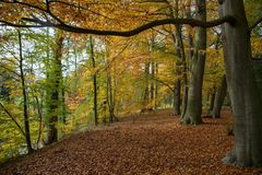 Herbst im Buchenwald