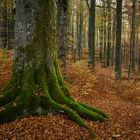 Herbst im Buchenwald