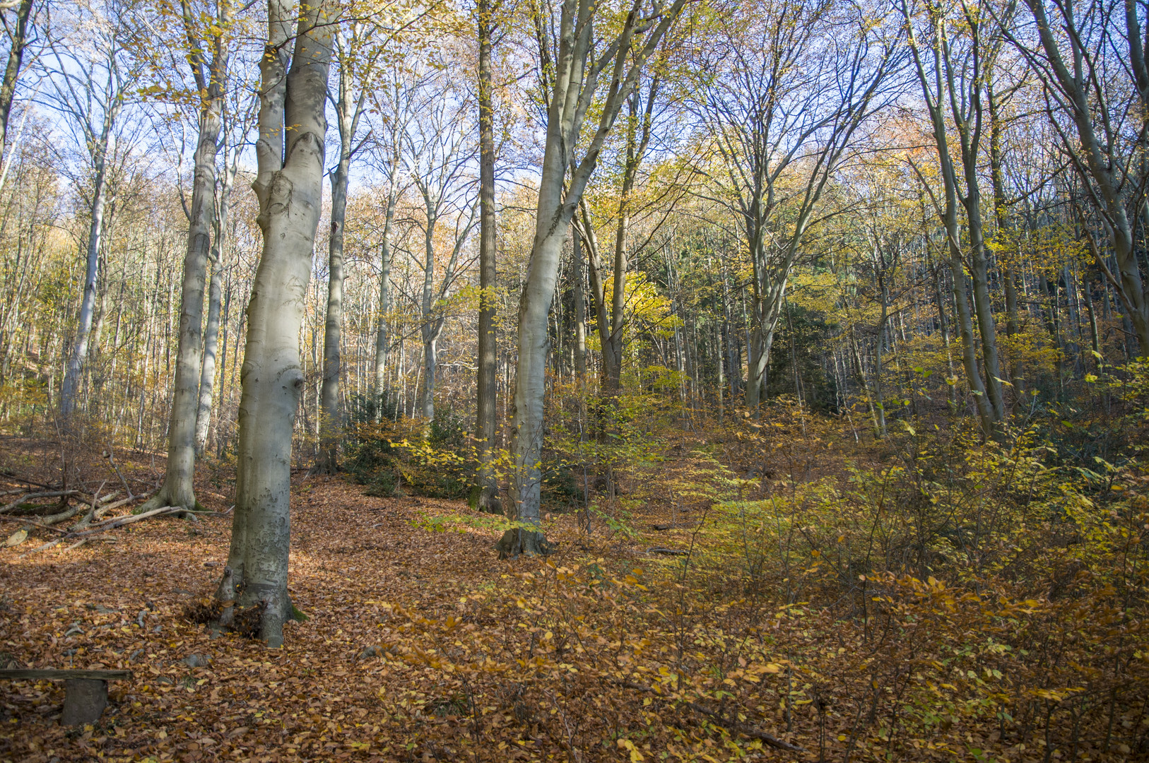 Herbst im Buchenwald DSC_7858