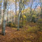 Herbst im Buchenwald DSC_7858