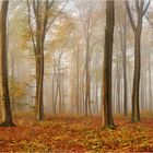 Herbst im Buchenwald...