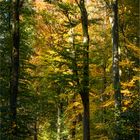 Herbst im Buchenwald