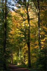 Herbst im Buchenwald