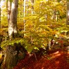 °°°°Herbst im Buchenwald°°°°