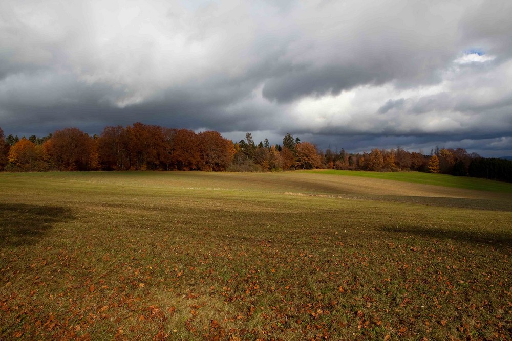 Herbst im Buchwald