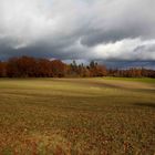 Herbst im Buchwald