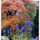 Herbst im Bunten Garten in MG