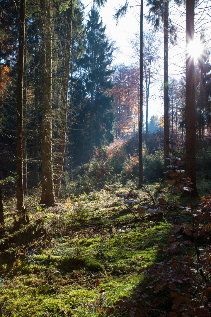 Herbst im Burgwald 2