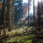 Herbst im Burgwald 2