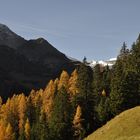 Herbst im Calfeisental