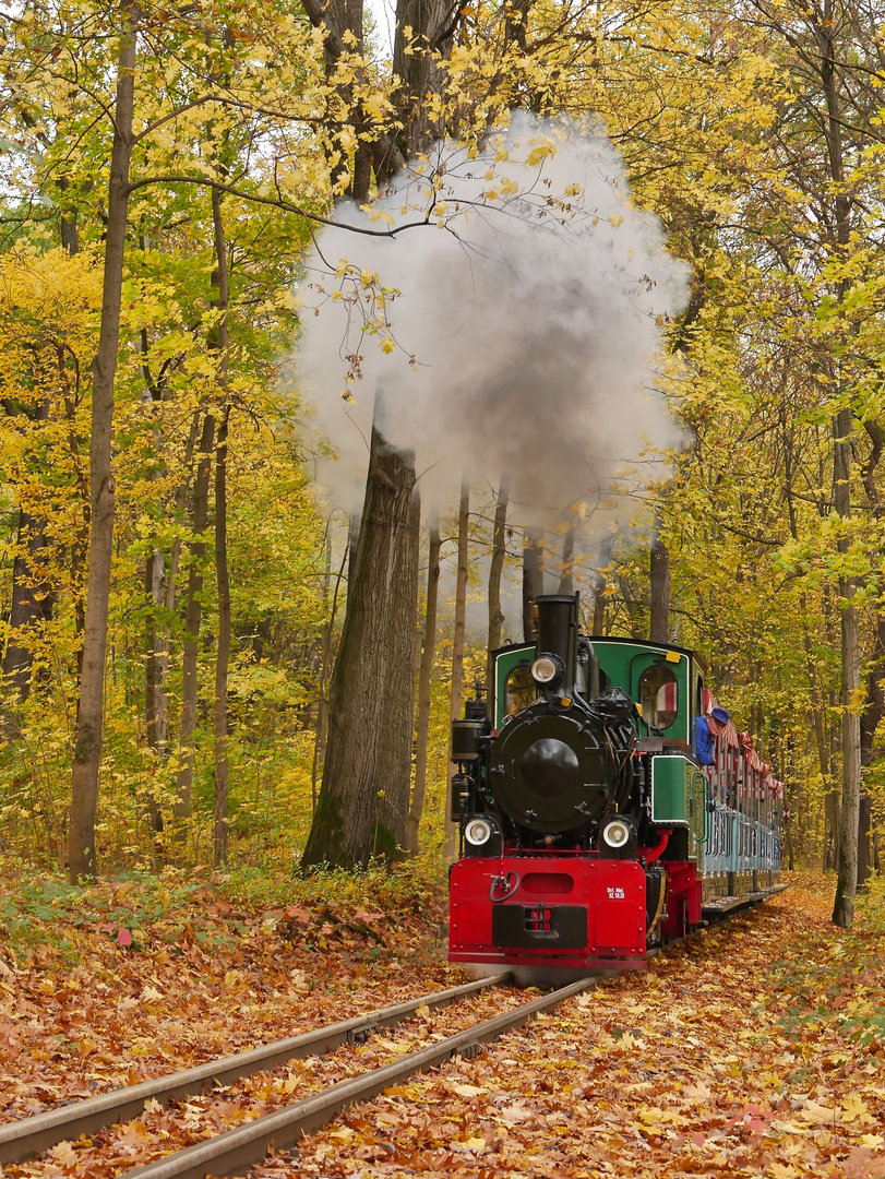 Herbst im Chemnitzer Küchwald