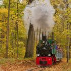 Herbst im Chemnitzer Küchwald