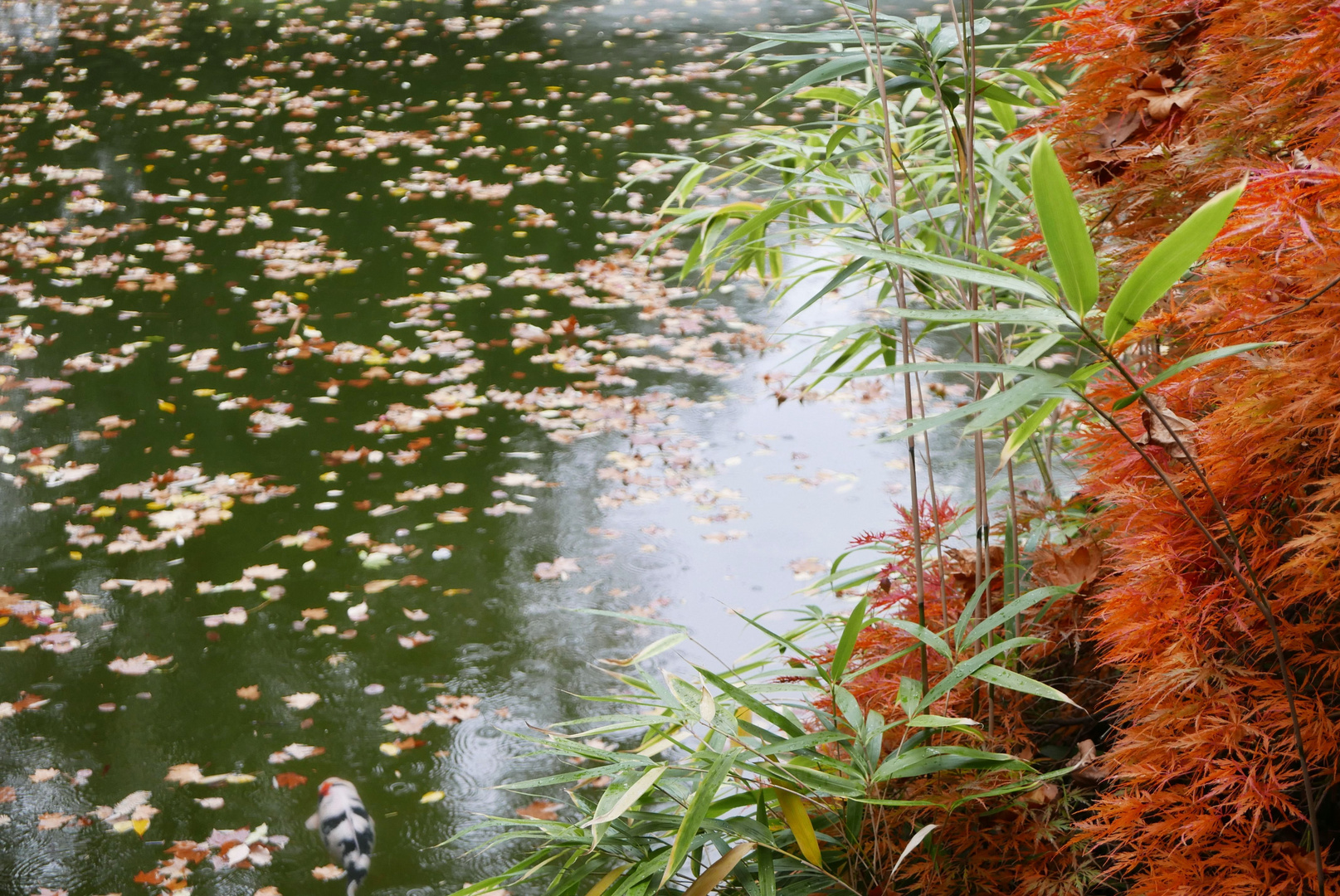 Herbst im Chineischen Garten