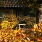 Herbst im chinesischen Garten (13)