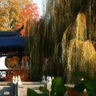 Herbst im chinesischen Garten... (2)