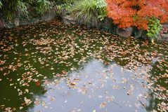 Herbst im Chinesischen Garten