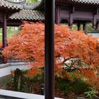 Herbst im Chinesischen Garten I