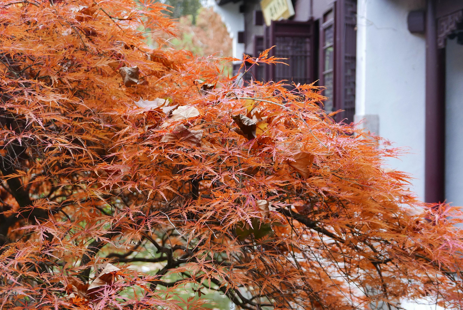 Herbst im Chinesischen Garten III
