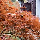 Herbst im Chinesischen Garten III