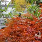 Herbst im Chniesischen Garten II