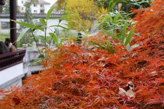 Herbst im Chniesischen Garten II